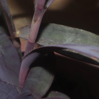 Tradescantia pallida (Rose) D.R.Hunt